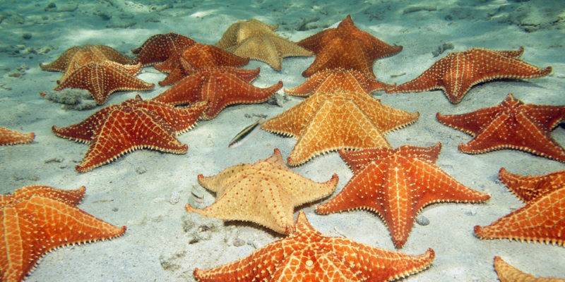 como respiran las estrellas de mar - Cómo respiran las estrellas de mar y equinodermos marinos