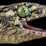 Cuál es la estructura del sistema respiratorio en los reptiles