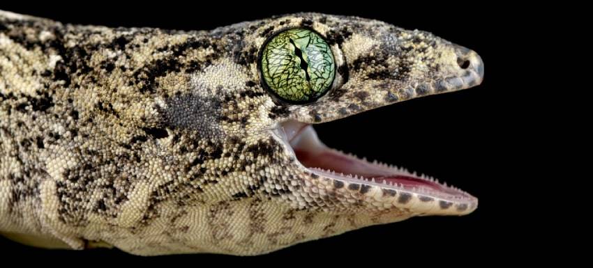 como respiran los reptiles 1 - Cuál es la estructura del sistema respiratorio en los reptiles