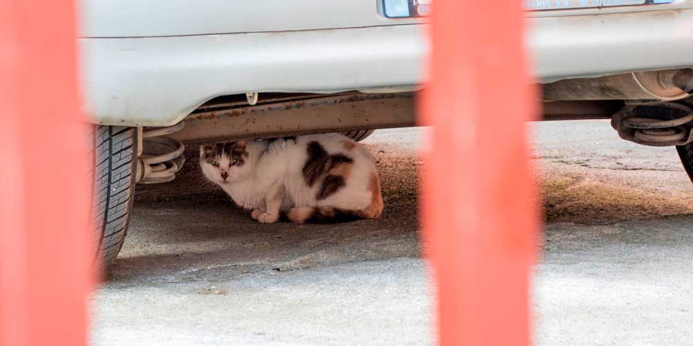 como saber si atropellan a mi gato - Cómo administrar primeros auxilios a un gato atropellado