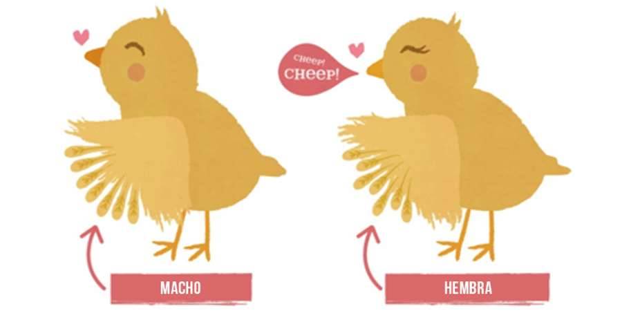 como saber si es gallo o gallina - Cómo diferenciar Gallo y Gallina fácilmente