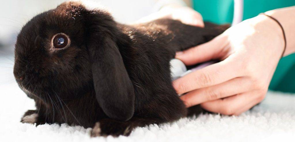 como saber si mi conejo esta enfermo - Cómo identificar si un conejo está enfermo