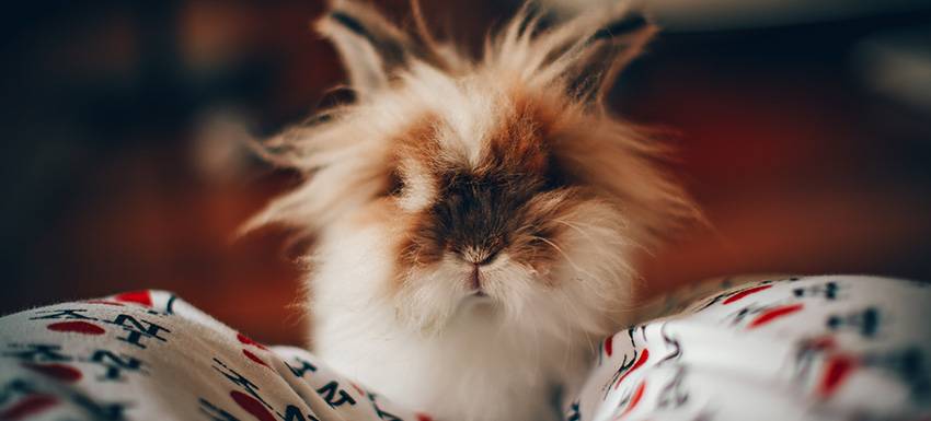 como saber si mi conejo tiene frio - Cómo saber si un conejo está sintiendo frío