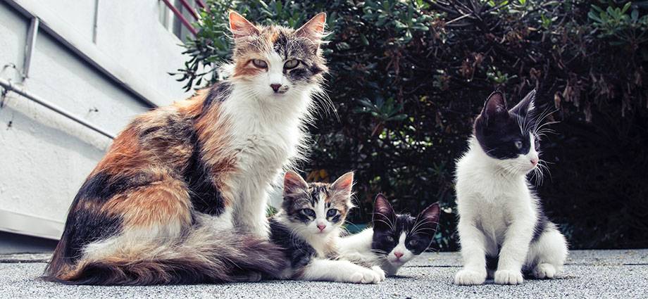 como saber si mi gata ha terminado de parir - Cuánto dura y cómo reconocer las señales del parto de una gata