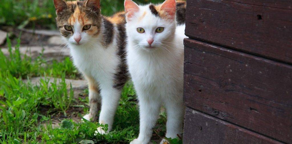 como saber si mi gato tiene calor - Cómo identificar y tratar el golpe de calor en los gatos