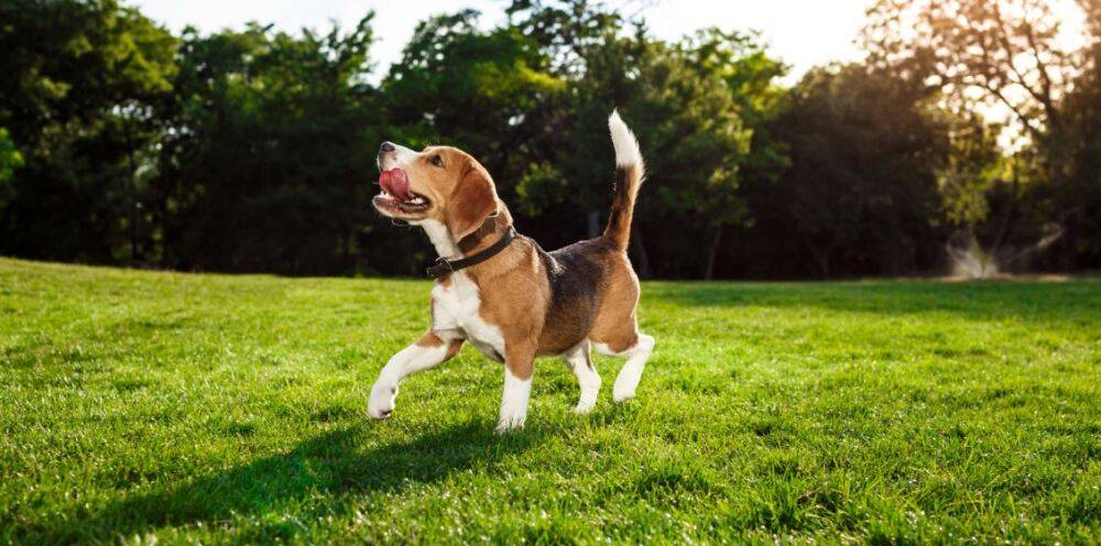 como saber si mi perro se comio una piedra - Qué debo hacer si mi perro come piedras