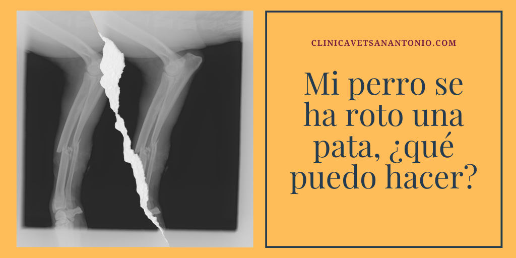 como saber si mi perro se ha roto la pata - Cómo reconocer y tratar fractura en pata de perro