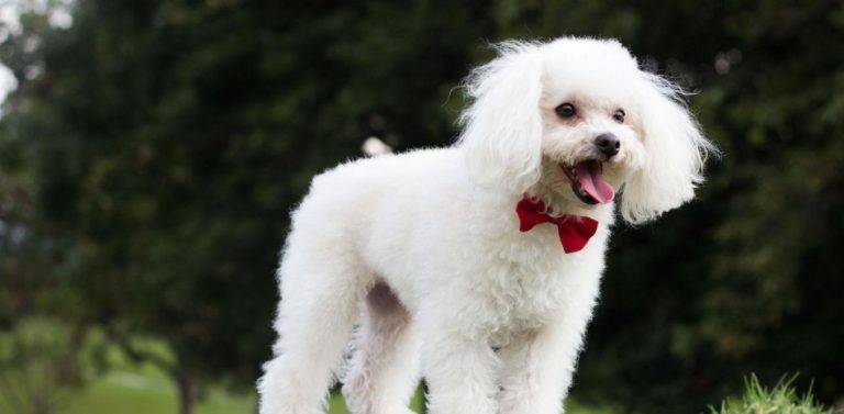 Cómo solicitar el pedigree de un perro en España