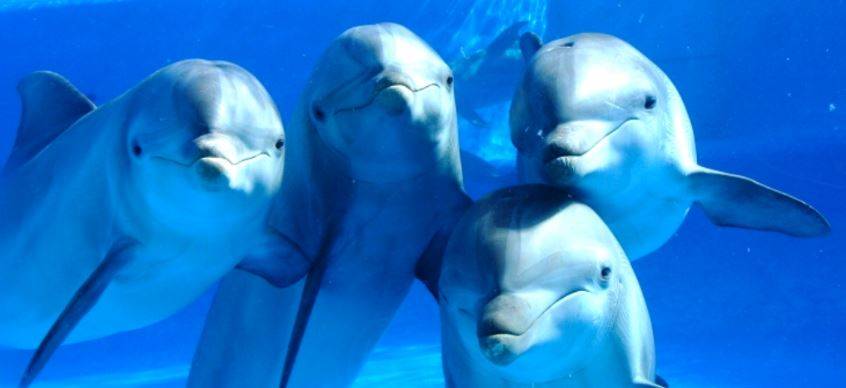 como se comunica un delfin - Cuál es el método de comunicación de los delfines