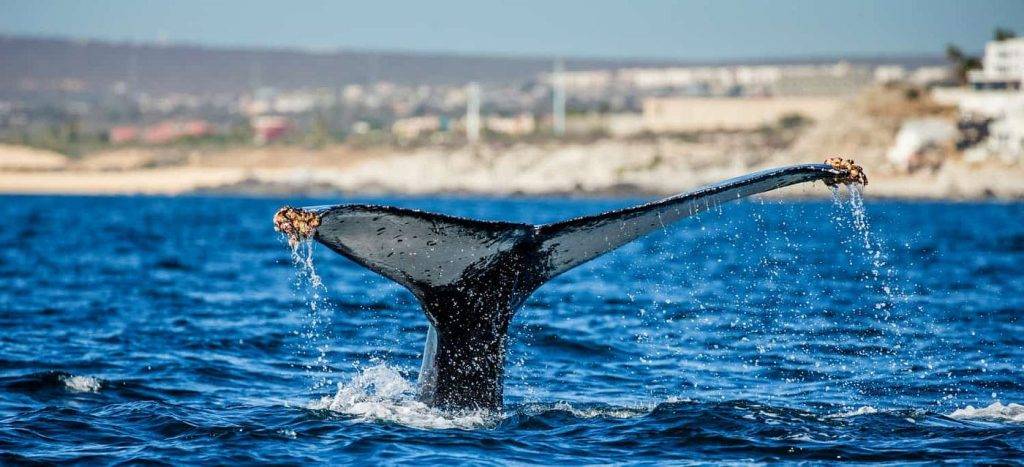 como se comunican las ballenas - Cuál es el método de comunicación de las ballenas