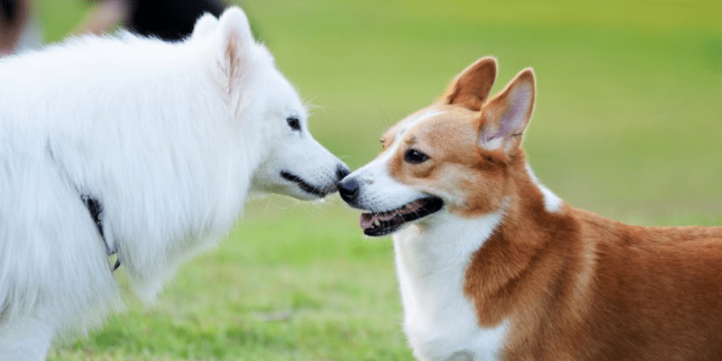 como se desenganchan los perros - Cómo separar perros durante el apareamiento