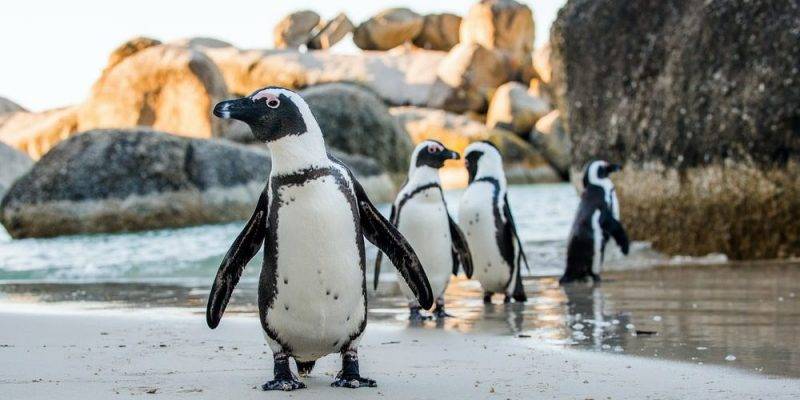 como se desplazan los pinguinos - Cómo se desplazan los pingüinos en su hábitat natural