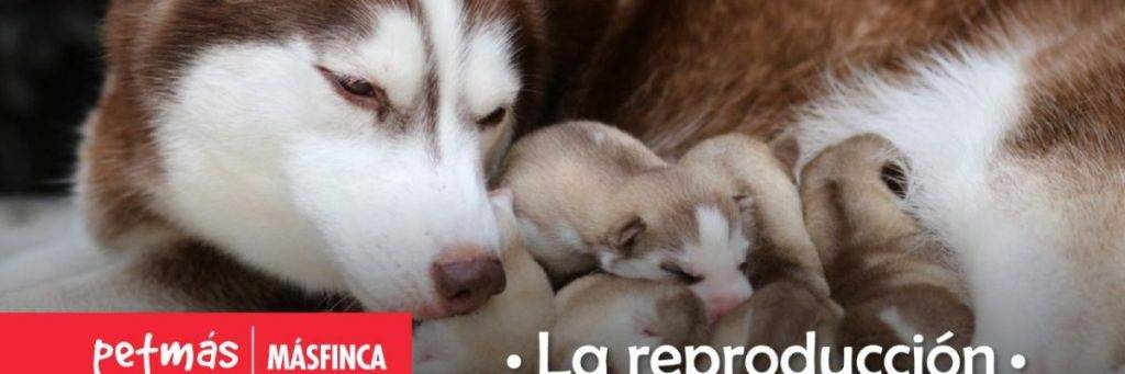 como se reproduce el perro - Cómo se reproducen los perros y su ciclo de reproducción