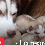 Cómo se reproducen los perros y su ciclo de reproducción