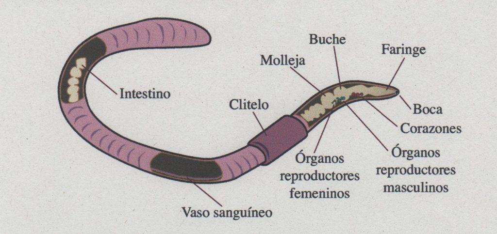 como se reproduce la lombriz - Cuál es el proceso de reproducción de las lombrices de tierra