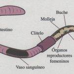 Cuál es el proceso de reproducción de las lombrices de tierra