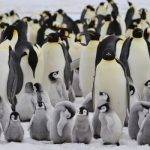 Cómo se reproduce el pingüino en su hábitat natural