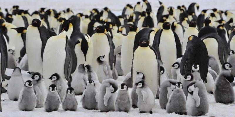 como se reproduce los pinguinos - Cómo se reproduce el pingüino en su hábitat natural