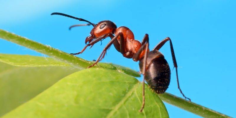 como se reproduce una hormiga - Cómo se reproduce las hormigas en una colonia