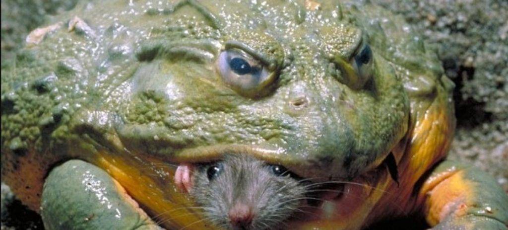 como se reproduce una rana - De qué manera se reproducen las ranas