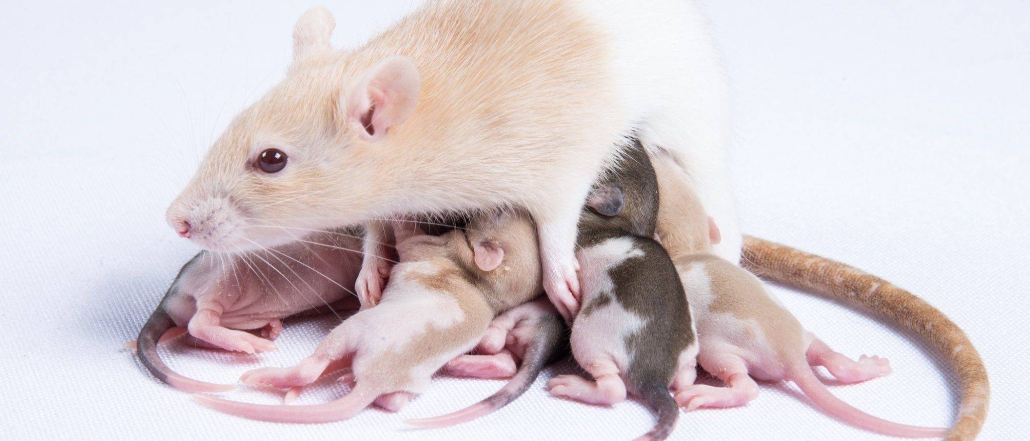 Cuál es el proceso de reproducción de las ratas y los ratones