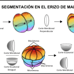 Reproducción del erizo de mar: características y partes