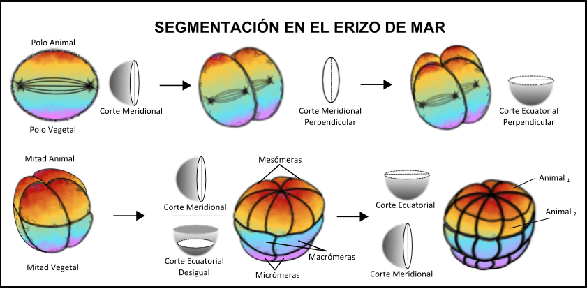 como se reproducen los erizos de mar - Reproducción del erizo de mar: características y partes