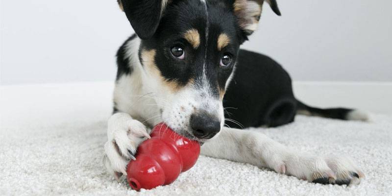 como se usa el kong para perros - Qué es y por qué es indispensable el KONG para perros