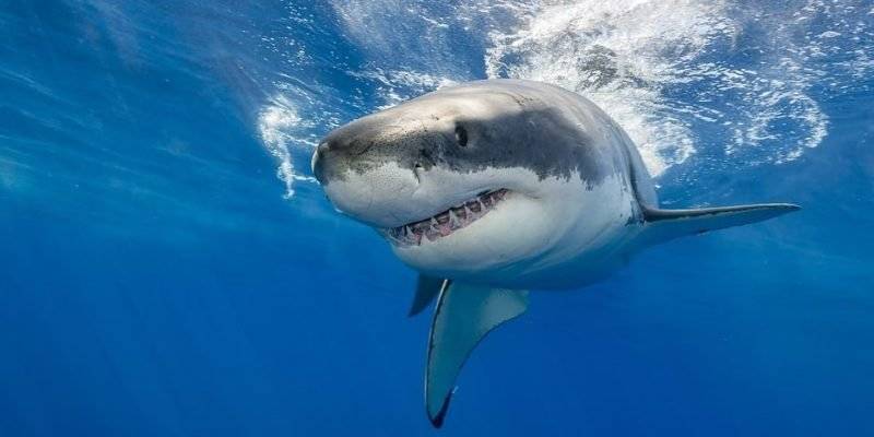 como ven los tiburones 1 - Cómo es la visión de los tiburones en el océano