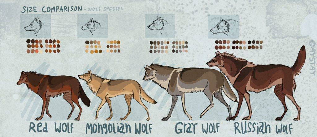 comparacion lobo perro - En qué se diferencian los lobos y los perros domésticos