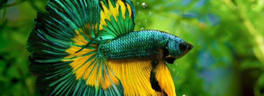 compatibilidad peces betta - Qué peces pueden convivir con un Betta en el acuario