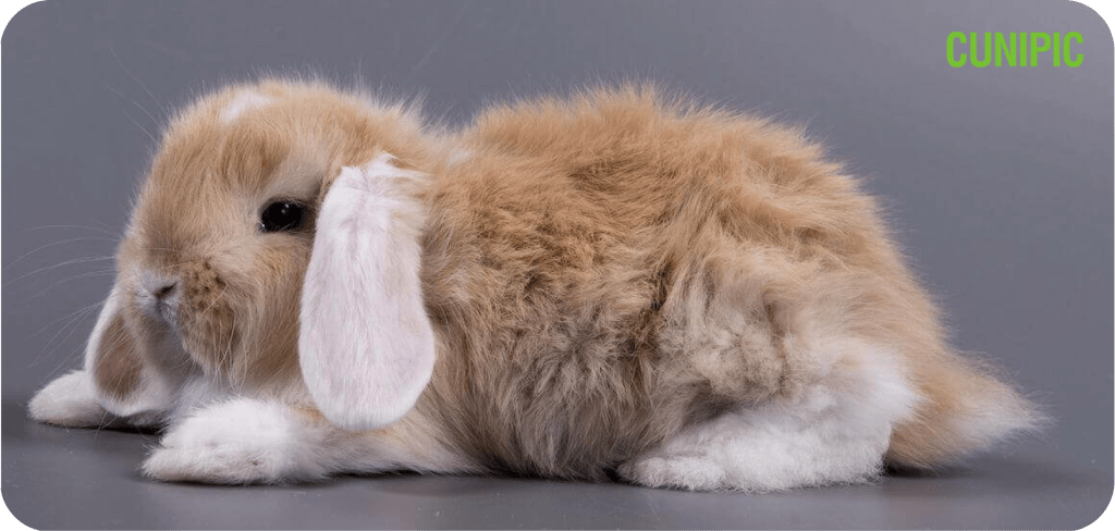 conejitos minilop - Todo sobre los Conejos Mini Lop: Características y Cuidados