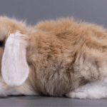 Todo sobre los Conejos Mini Lop: Características y Cuidados