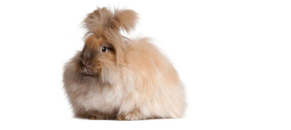 conejo angora adulto - Tipos de conejo Angora adulto: características y cuidados