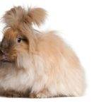 Tipos de conejo Angora adulto: características y cuidados