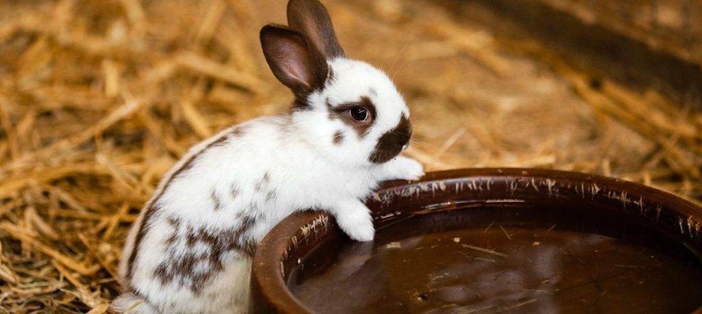 conejo bebe mucha agua - Cómo asegurarte de que tu conejo esté bien hidratado