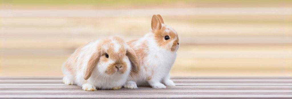 conejo cabeza de leon adulto - Qué características distinguen al belier y al enano lionhead