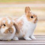 Qué características distinguen al belier y al enano lionhead