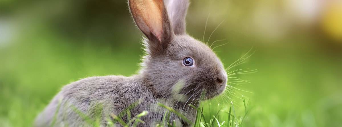 Cuál es la esperanza de vida de un conejo doméstico