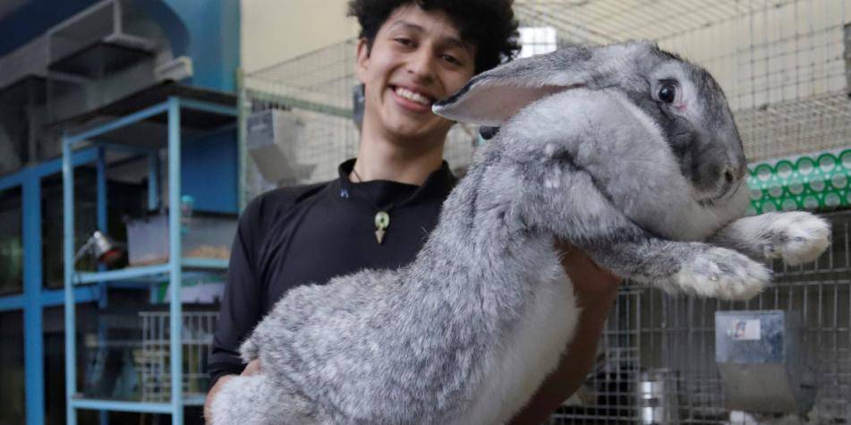 conejo de flandes - Qué debes saber sobre el Conejo Gigante de Flandes