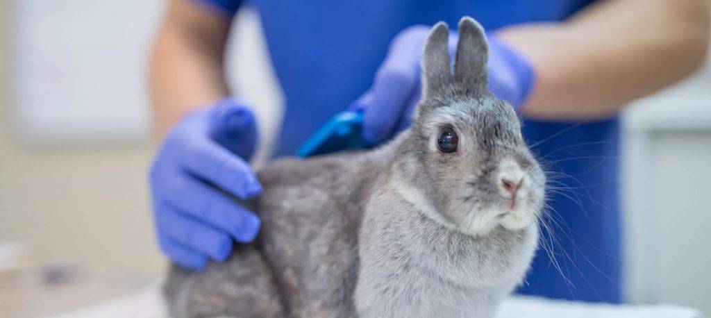 conejo pulgas - Cómo detectar y eliminar pulgas en conejos domesticos