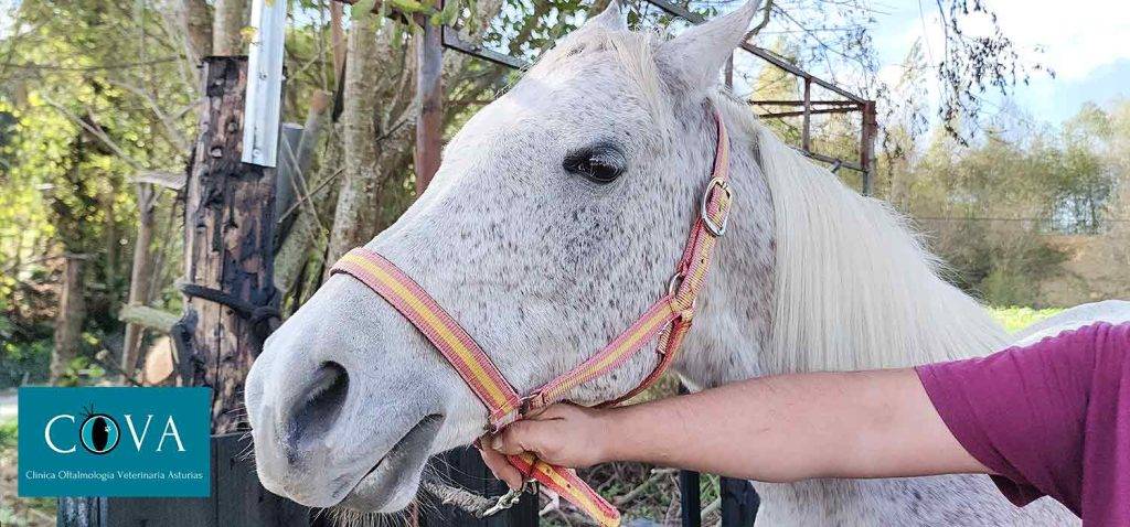 conjuntivitis caballos 1 - Conjuntivitis en Caballos: Causas, Síntomas y Tratamiento