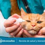 Cómo tratar conjuntivitis en gatos de forma segura