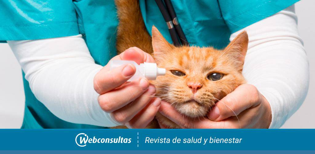 conjuntivitis gato bebe 1 - Cómo tratar conjuntivitis en gatos de forma segura