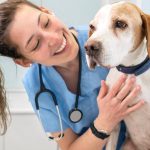 Uso de valeriana en perros: dosis, beneficios y contraindicaciones