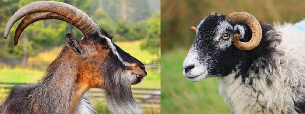 corderos con cuernos - Qué razas de ovejas naturalmente tienen cuernos