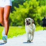 Cómo hacer que tu perro sea tu compañero de running