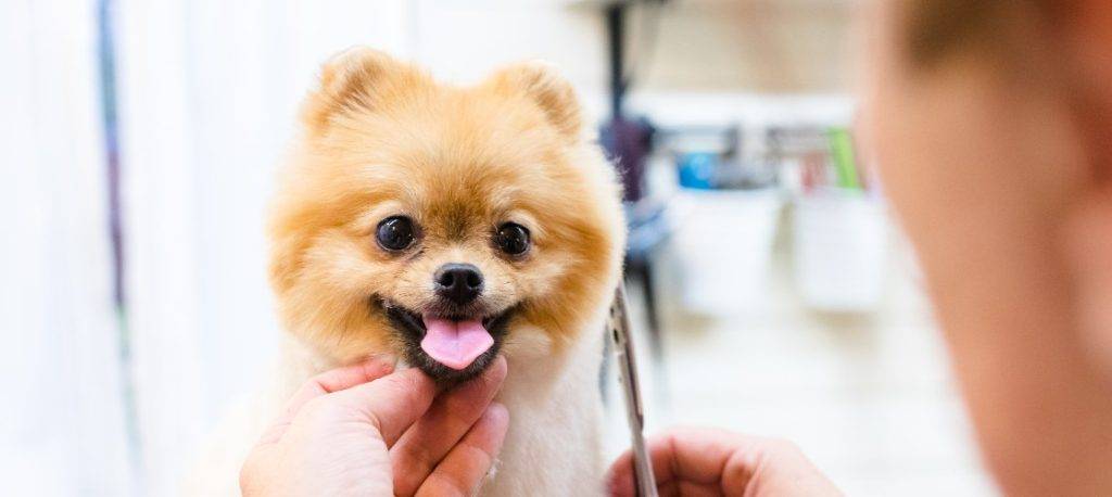 cortar pelo pomerania - Cómo cortar el pelo de un Pomerania en casa