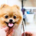 Cómo cortar el pelo de un Pomerania en casa