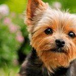 Los mejores cortes de pelo para un Yorkshire Terrier